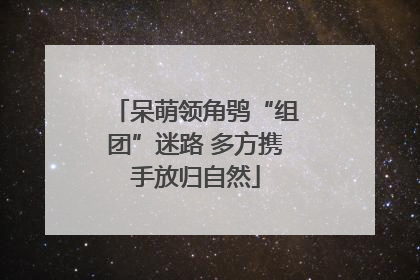 呆萌领角鸮“组团”迷路 多方携手放归自然